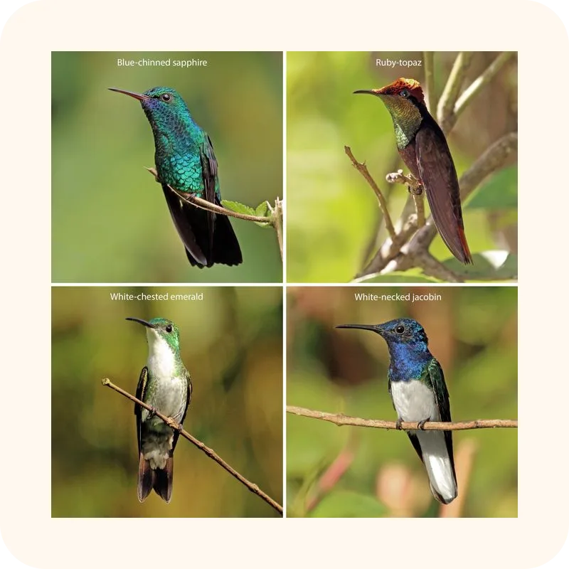 hummingbird