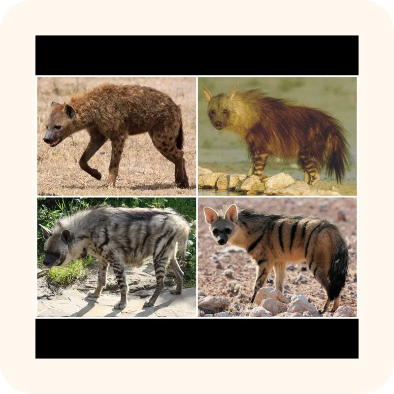 hyena