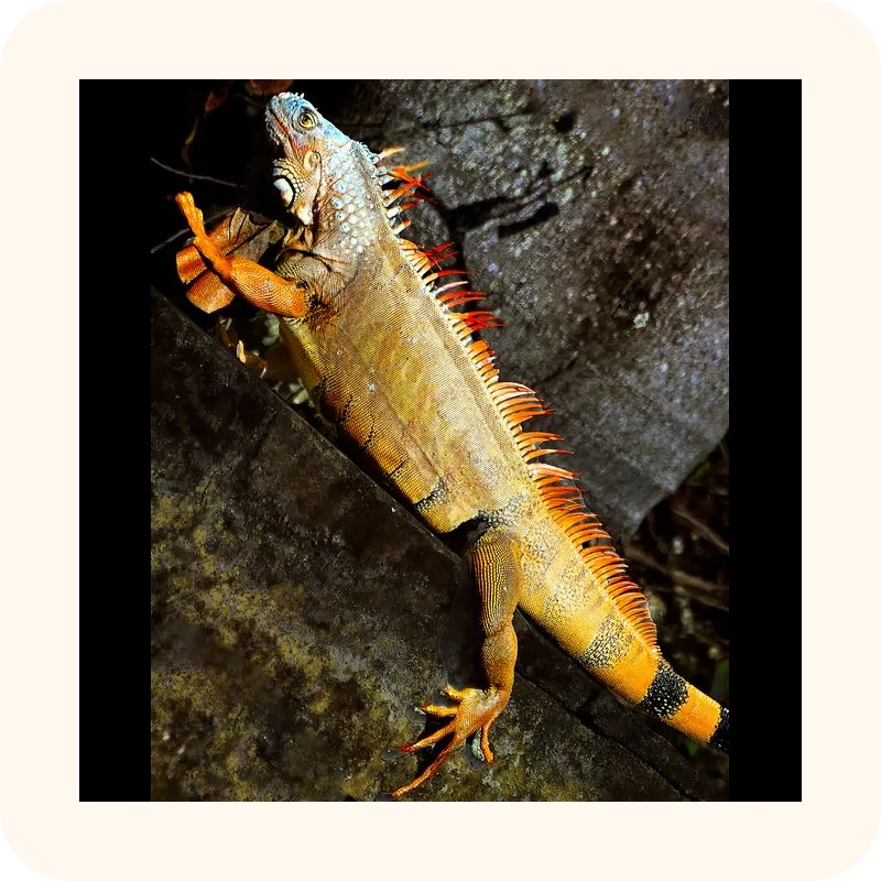 iguana