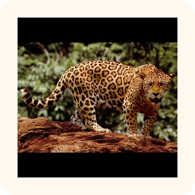 jaguar