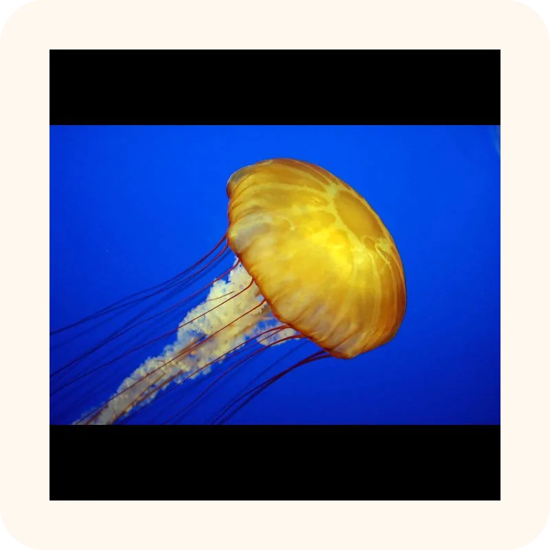 jellyfish