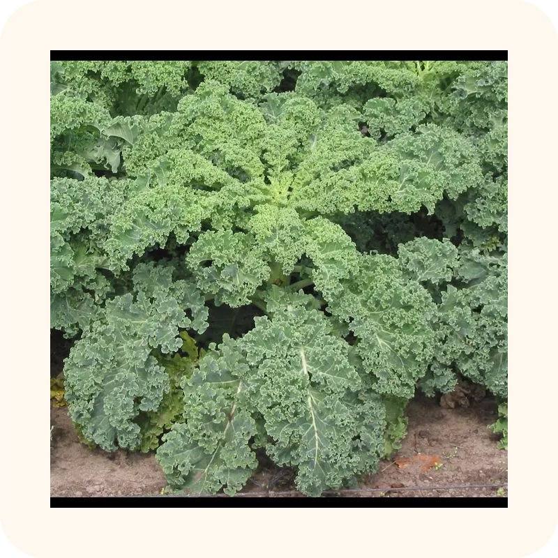 kale