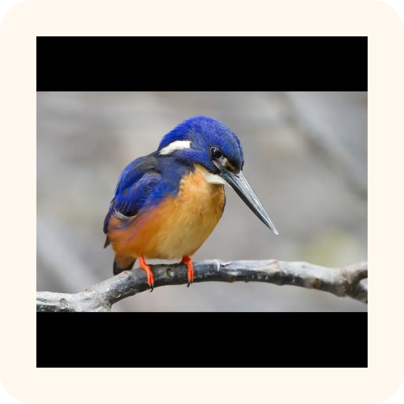 kingfisher