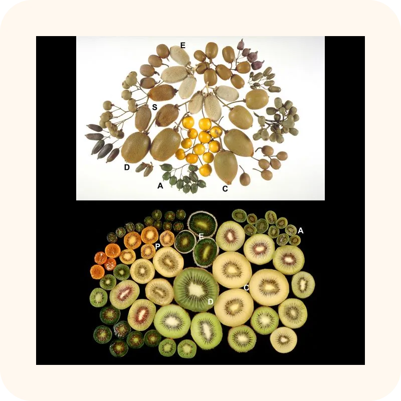 kiwi