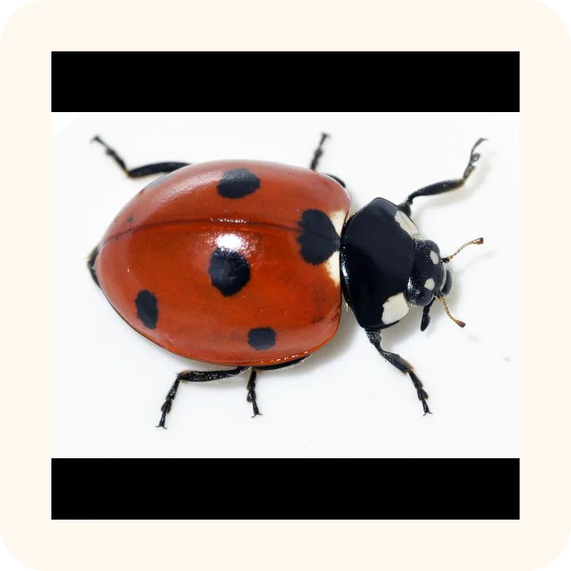 ladybug