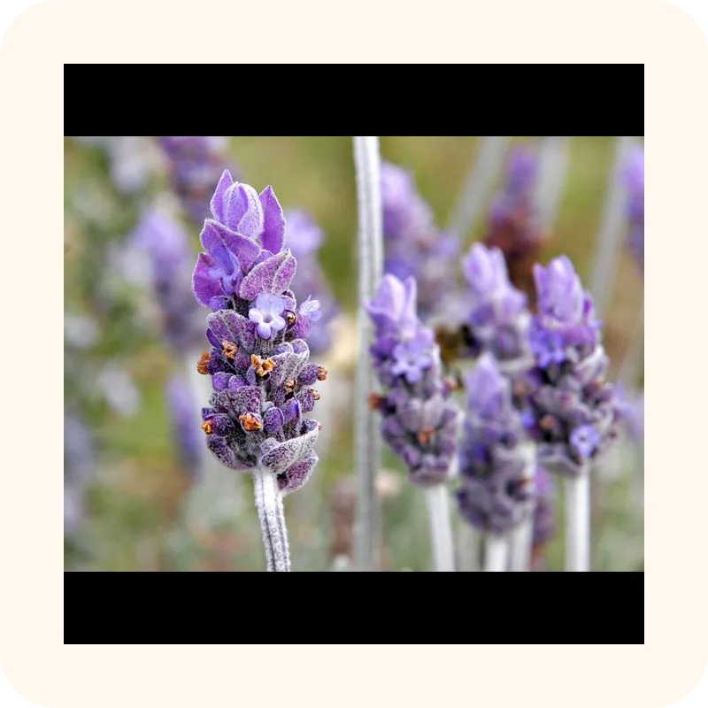lavender
