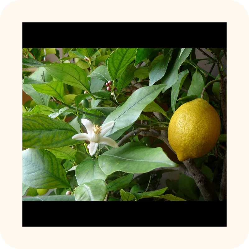 lemon