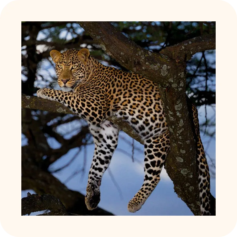 leopard