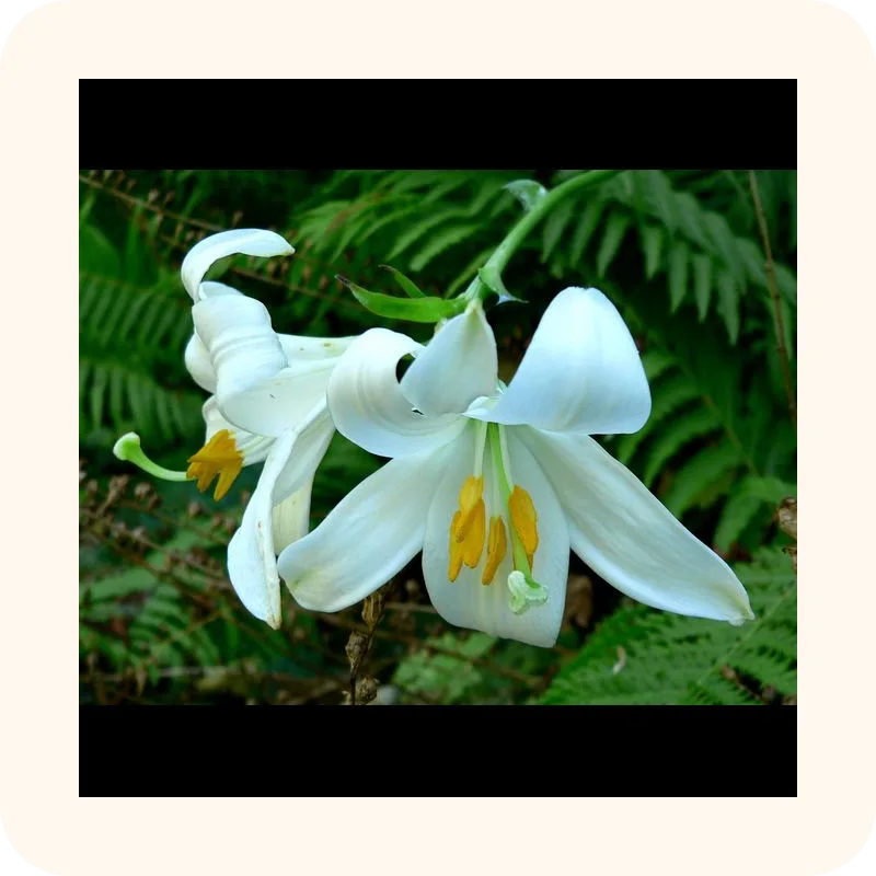 lily