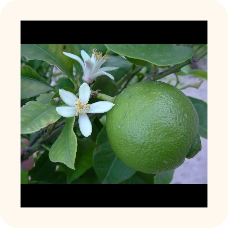 lime