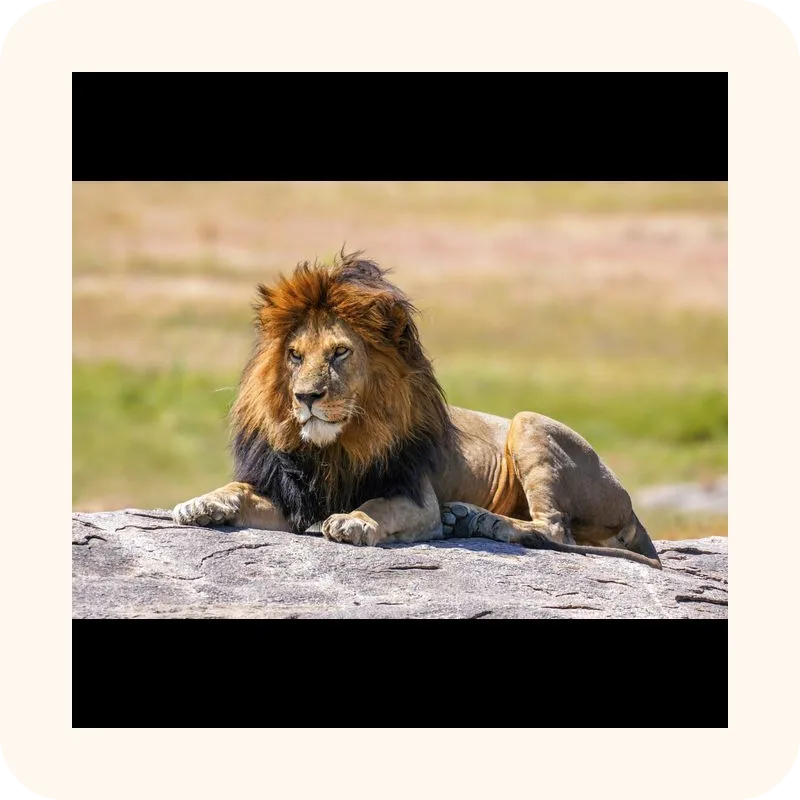 lion