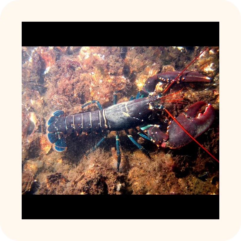 lobster