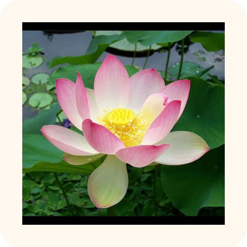lotus