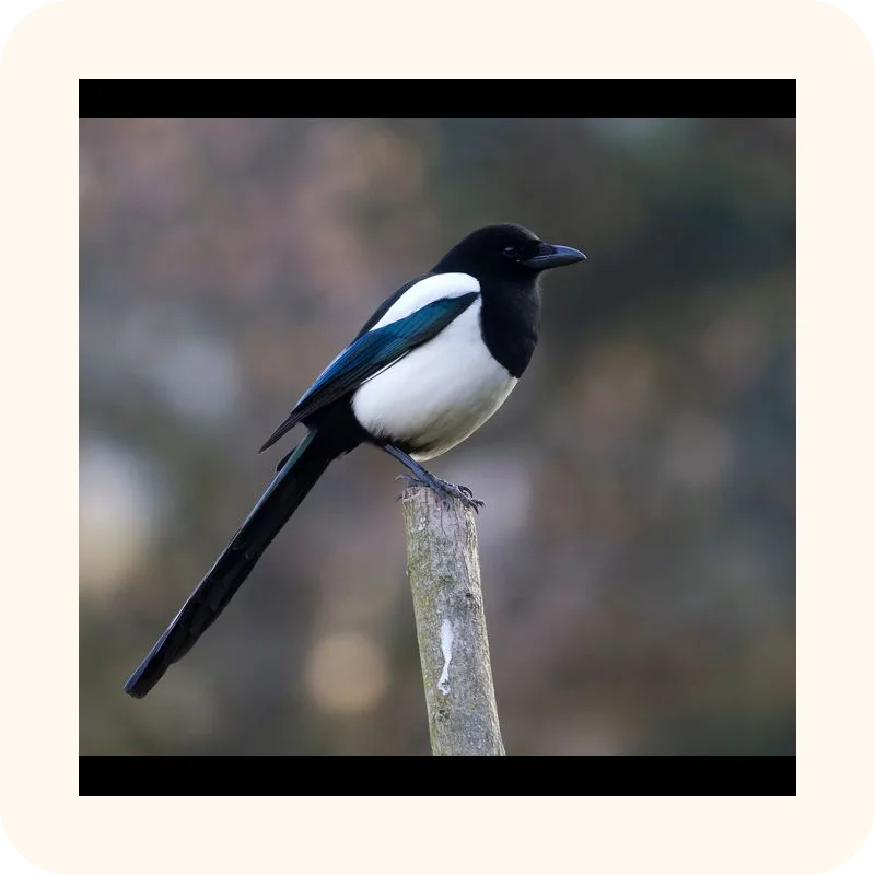 magpie