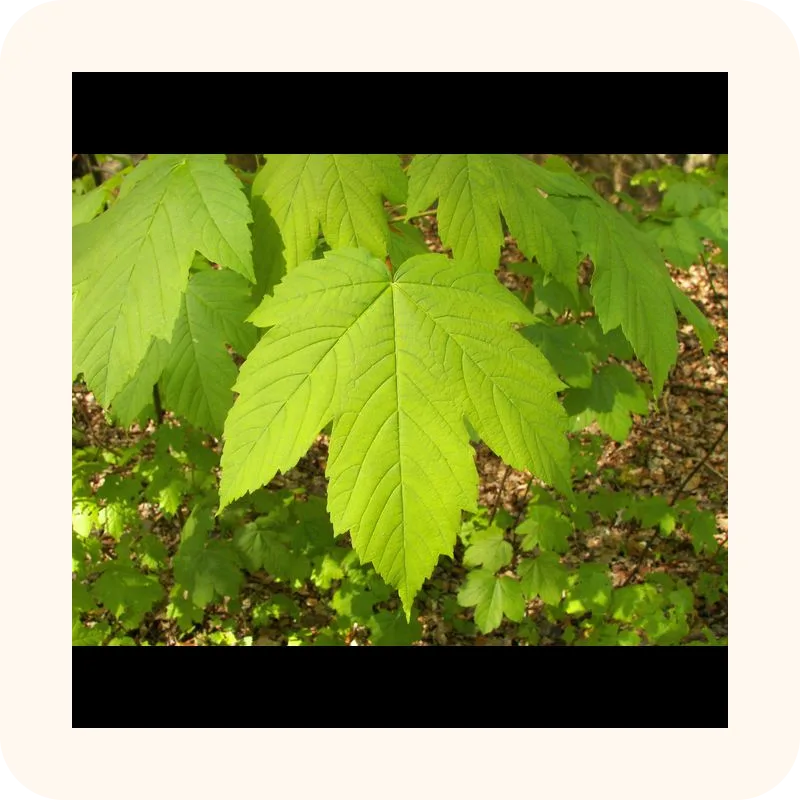 maple