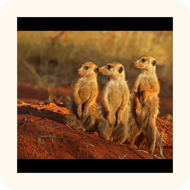 meerkat