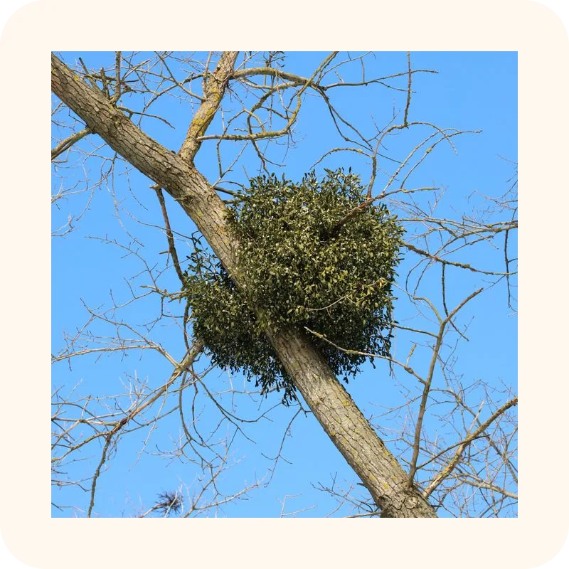 mistletoe