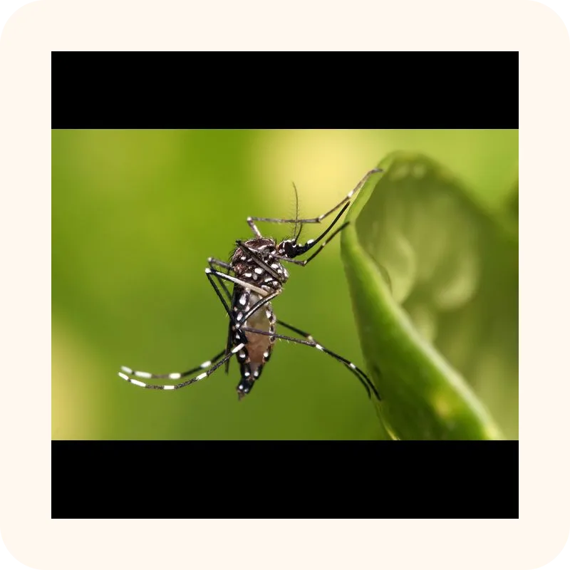 mosquito