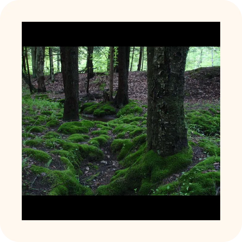 moss