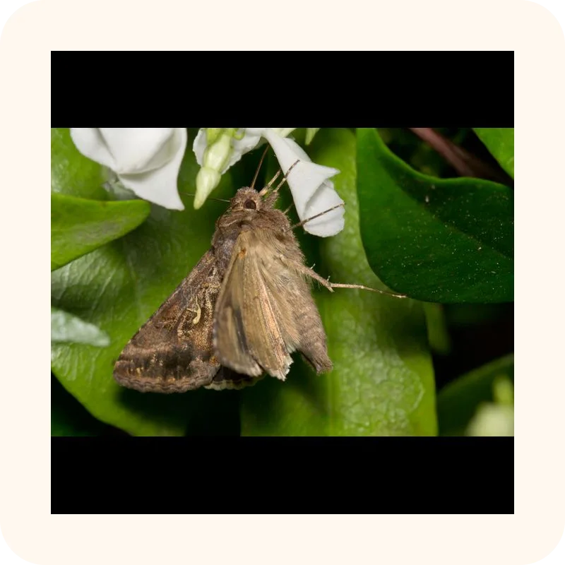 moth