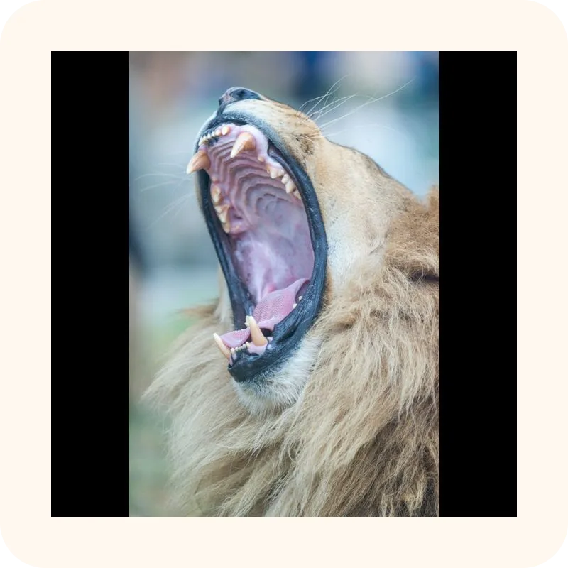 mouth