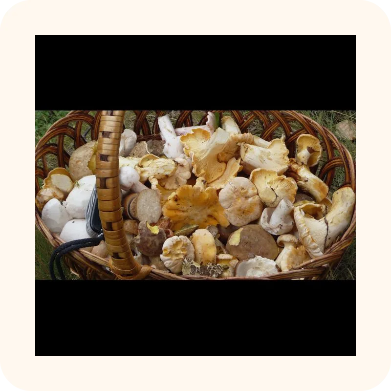 mushroom