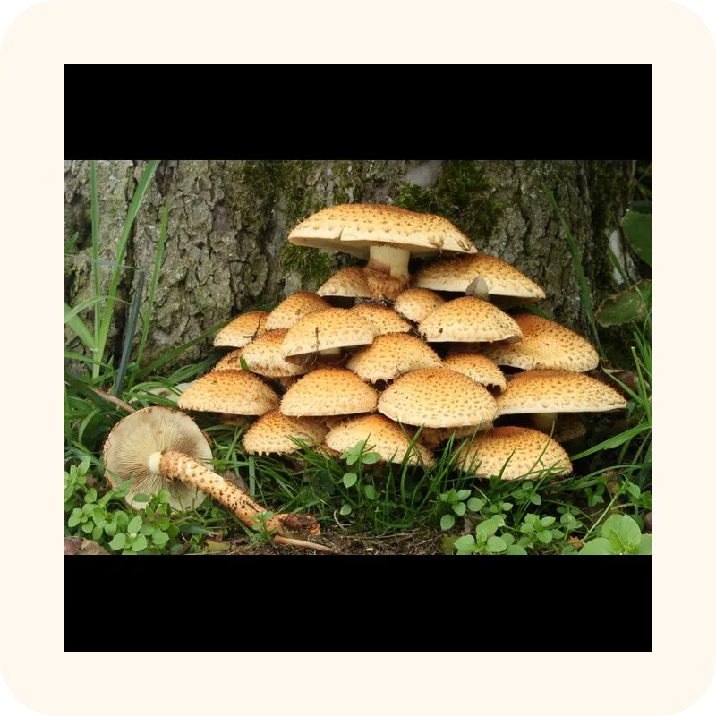 mushroom