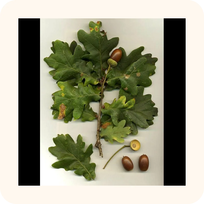 oak