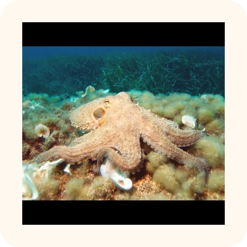 octopus