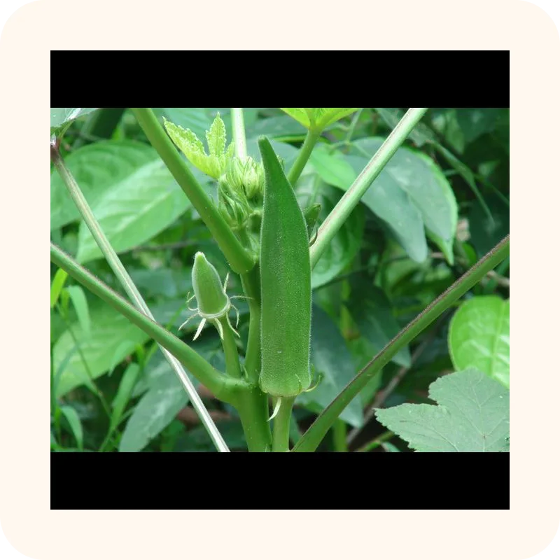 okra