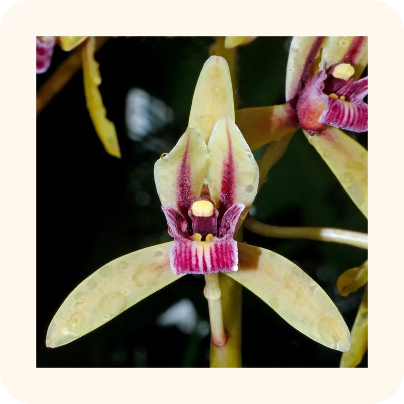 orchid