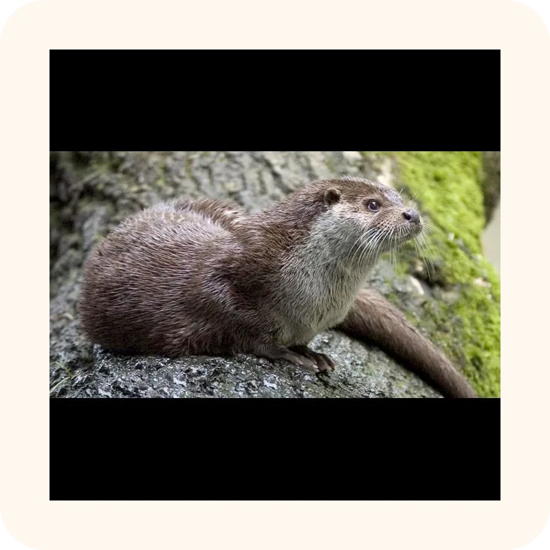 otter