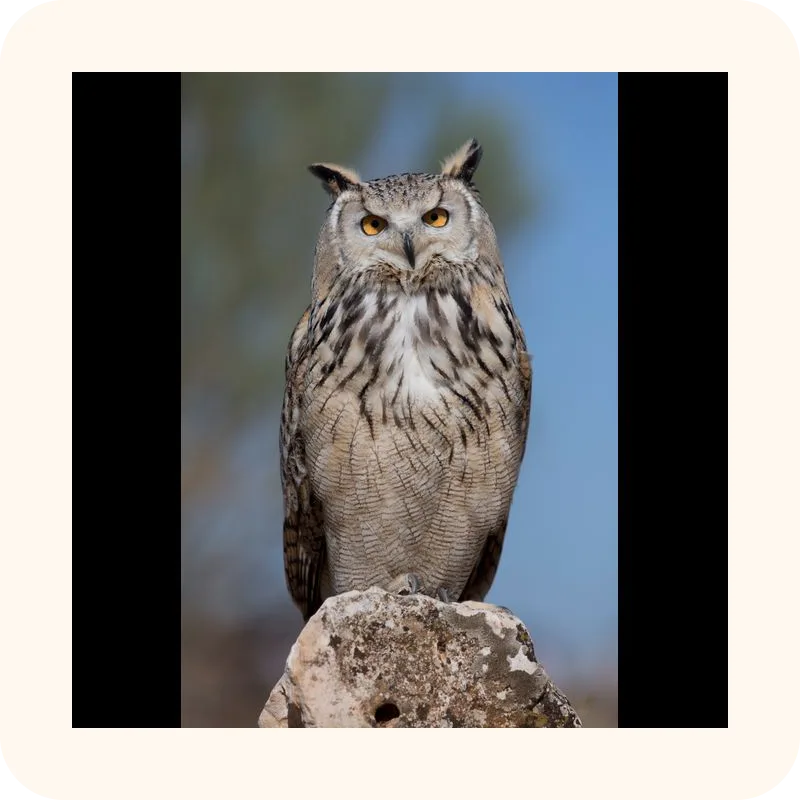 owl