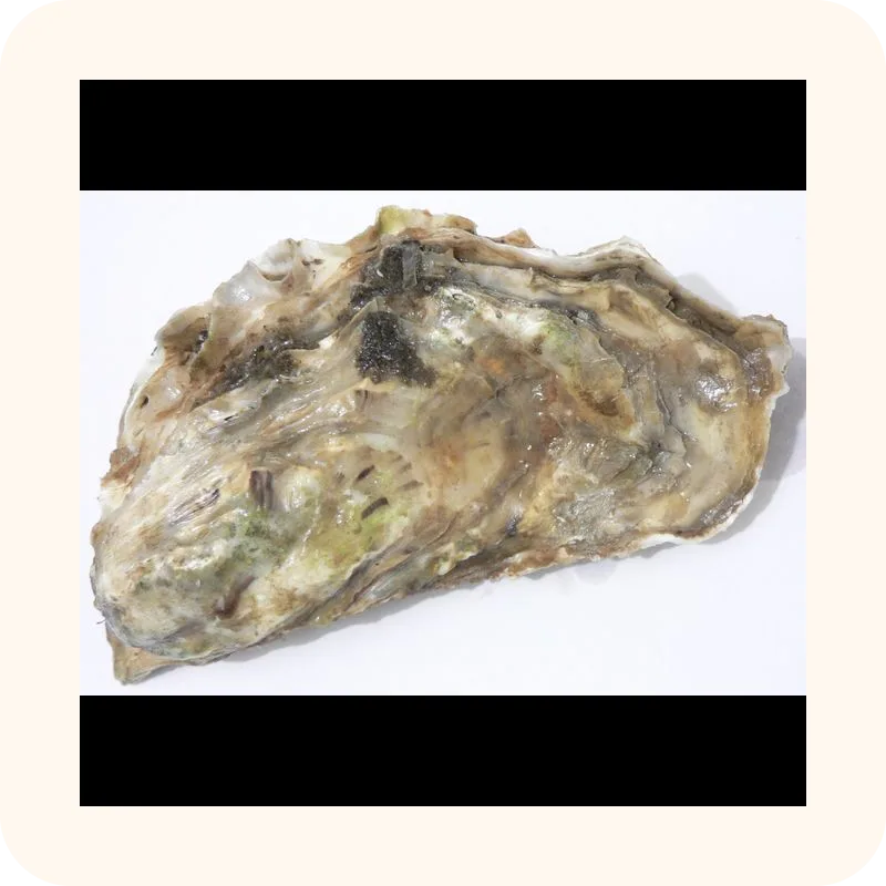 oyster