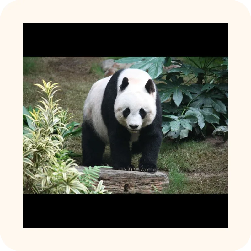 panda