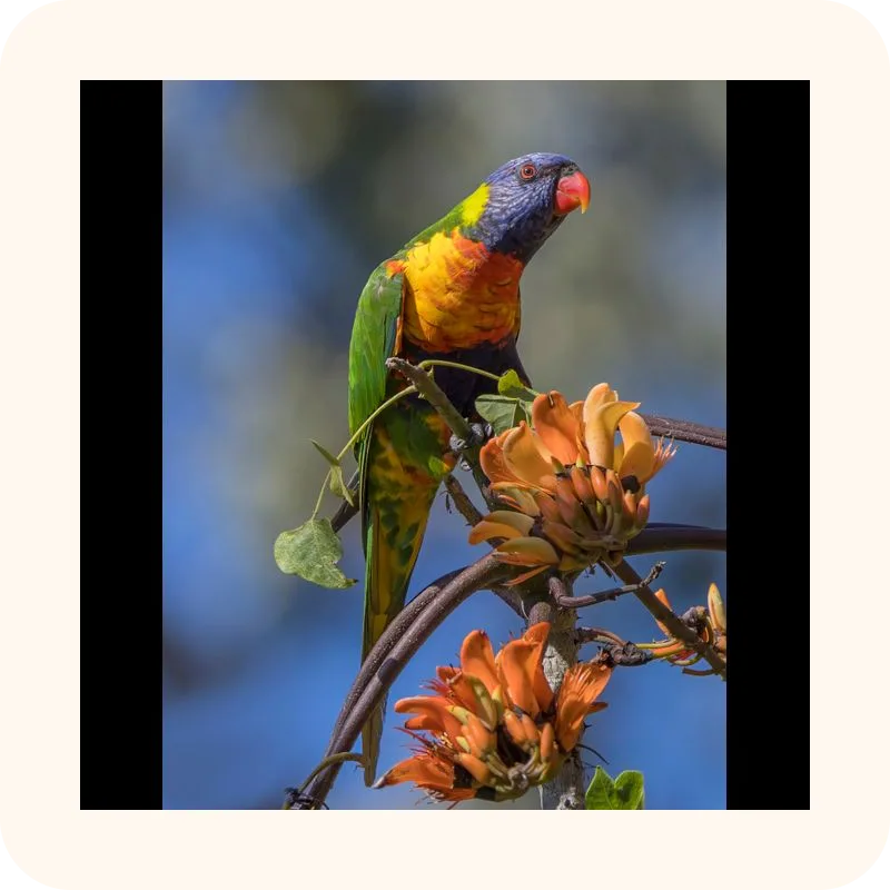parrot
