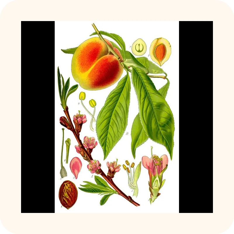 peach