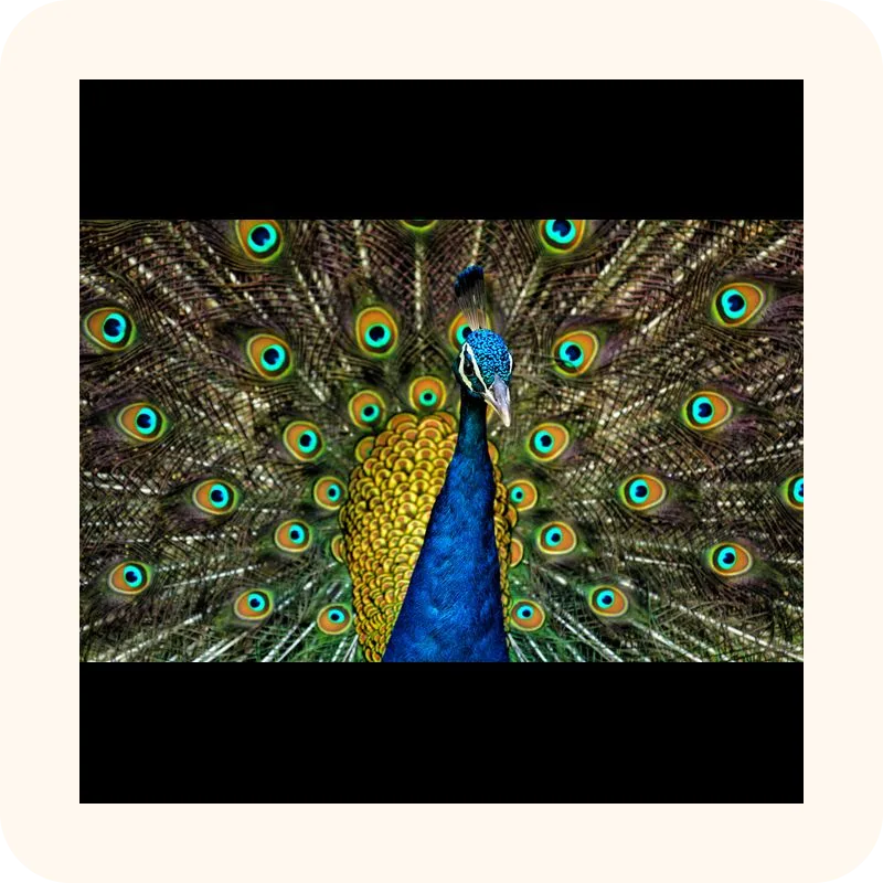 peacock