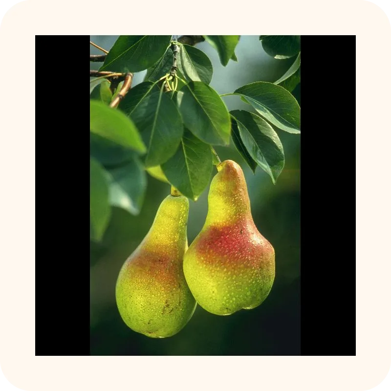 pear