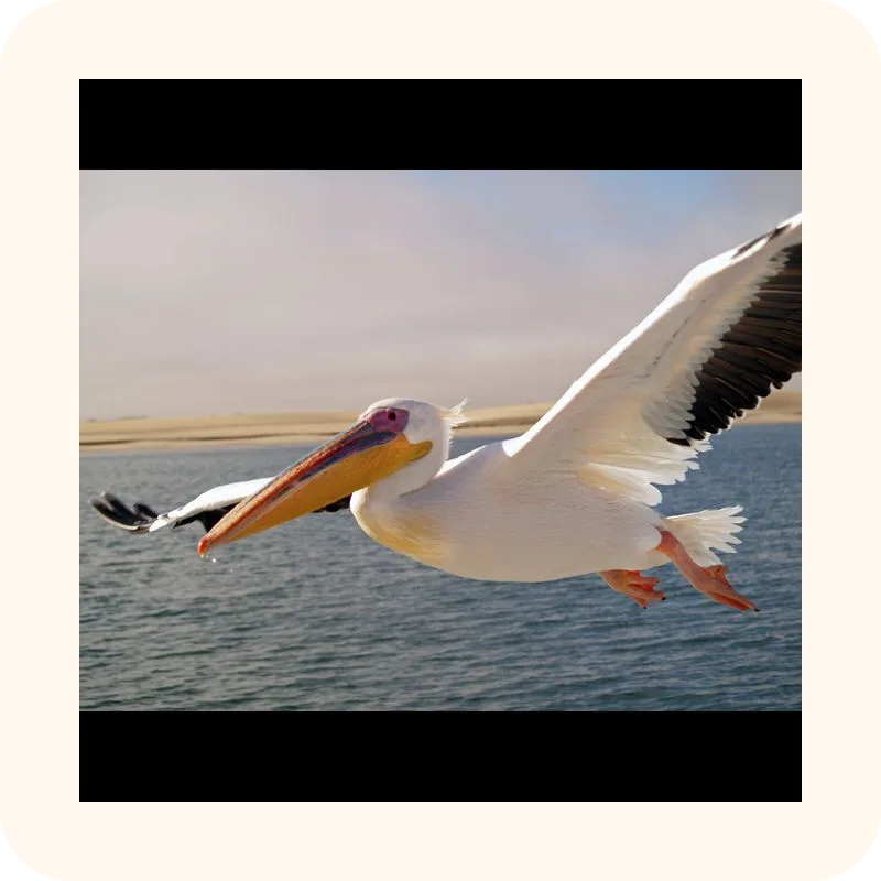 pelican
