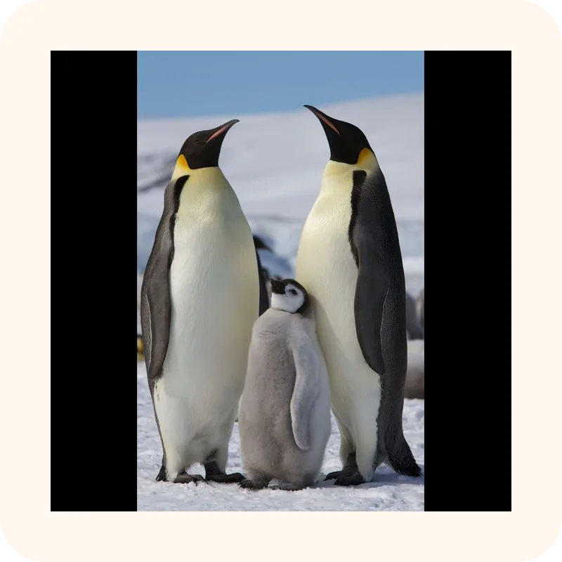 penguin