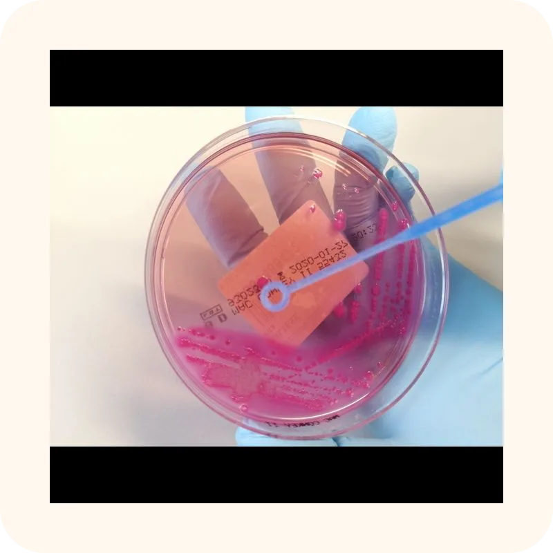 Petri dish