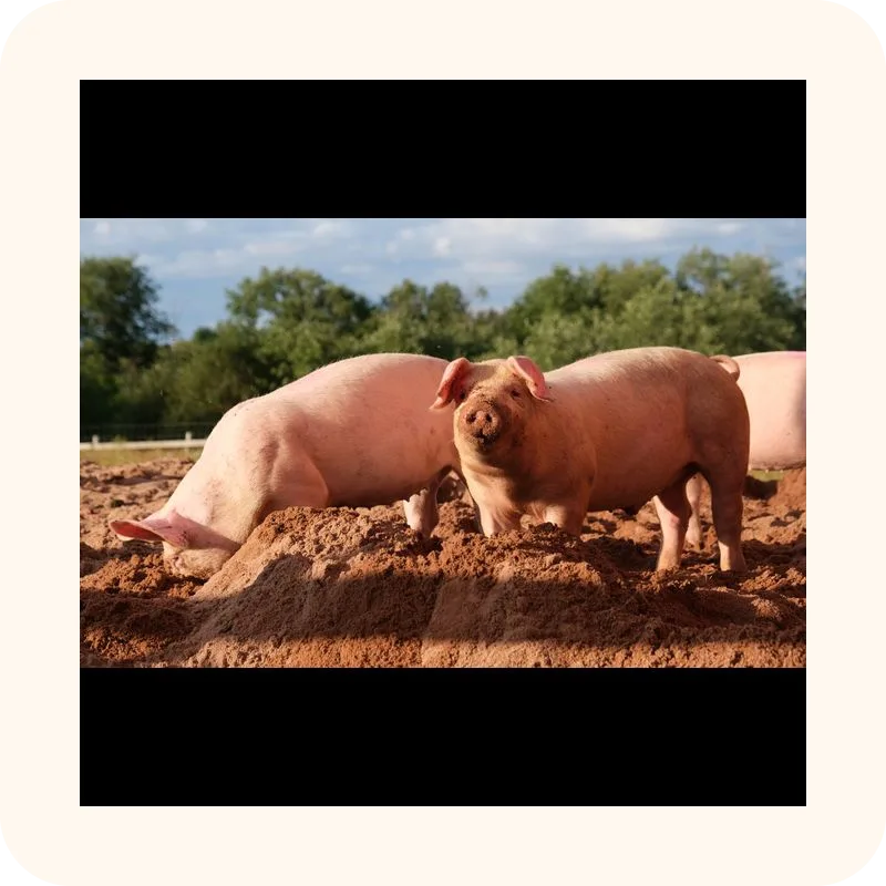 pig