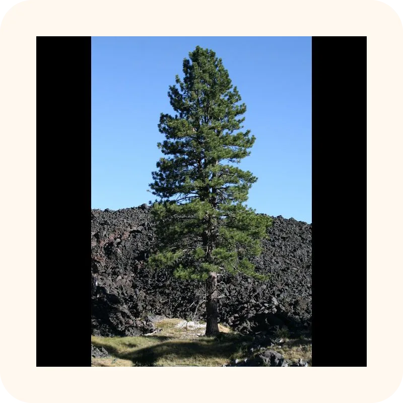 pine
