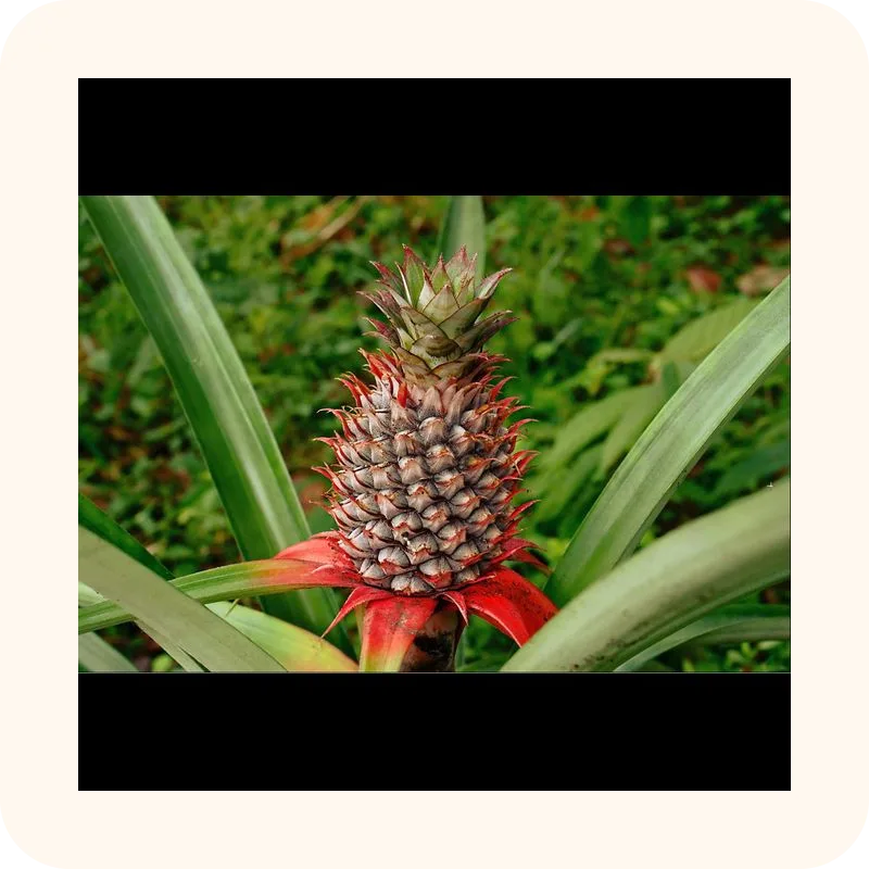 pineapple