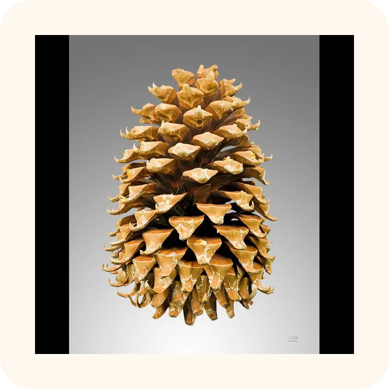 pinecone