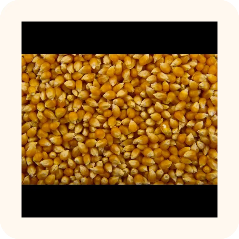 popcorn