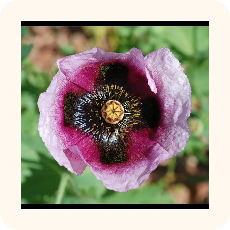 poppy