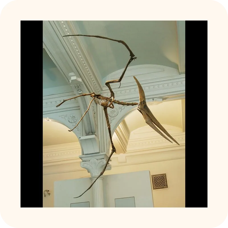 pteranodon