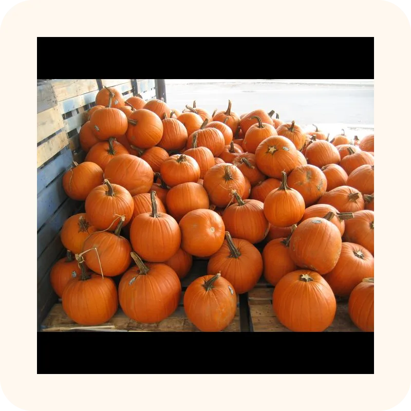 pumpkin